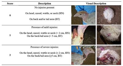 The Prevalence of Integument Injuries and Associated Risk Factors Among Canadian Turkeys